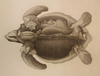 Swan 4: turtle