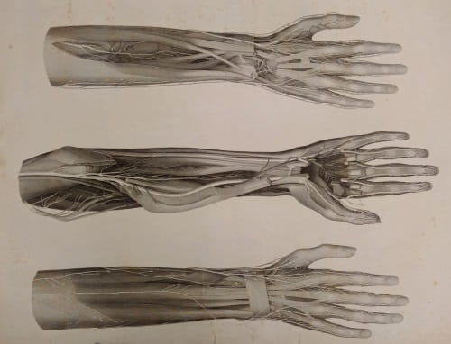 Swan 5: arms